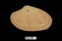 藏品(粗肋橫簾蛤)的圖片